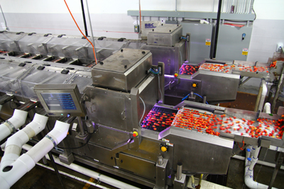 Kiwi company on growth curve in Asia with blueberry sorting machinery.