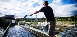 New Zealand government, research and commercial groups are aligning with international salmon experts to make salmon farming here even more sustainable.