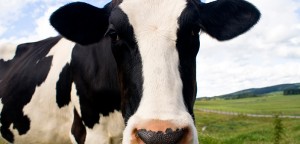 There is pressure within New Zealand and internationally to relax the regulations restricting the sale of raw milk.