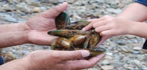 NIWA researchers have designed and built a machine that measures the strength of mussel shells that is partly based on the same technology used to open and close irrigation gates.