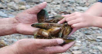 NIWA researchers have designed and built a machine that measures the strength of mussel shells that is partly based on the same technology used to open and close irrigation gates.