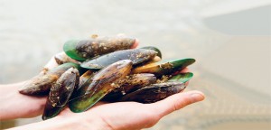 Christchurch-based green-lipped mussel extract company Aroma NZ is expanding as it supports the demand to fight inflammatory diseases.