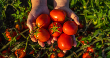 Wattie’s – the bumper tomato crop that broke record