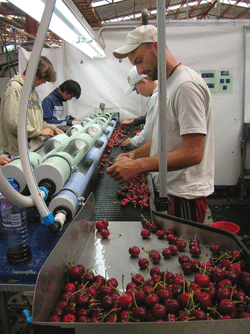 Cherry processing