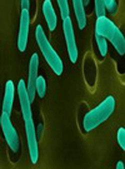 The fi ve key components of BiOWiSH are bacteria pediococcus pentosaceus Mees, bacillus subtilis and pediococcus acidilactici and the yeasts dekkera anomala and pichia farinose
