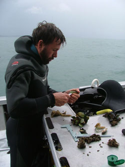 Kevin Heasman conducting a mussel survey in the field