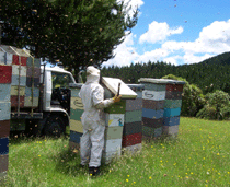 Honey farm