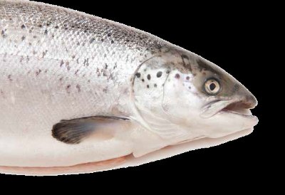 Salmon breeding: NZ genetics expertise harnessed for Icelandic salmon health